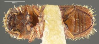 Media type: image;   Entomology 1018 Aspect: habitus ventral view